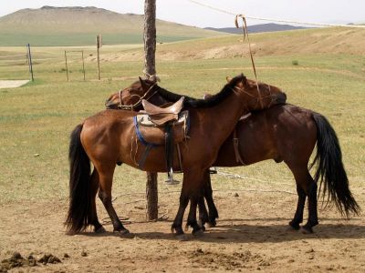 "Скачки и родительское пренебрежение": в Монголии участилась гибель детей при падении с лошади